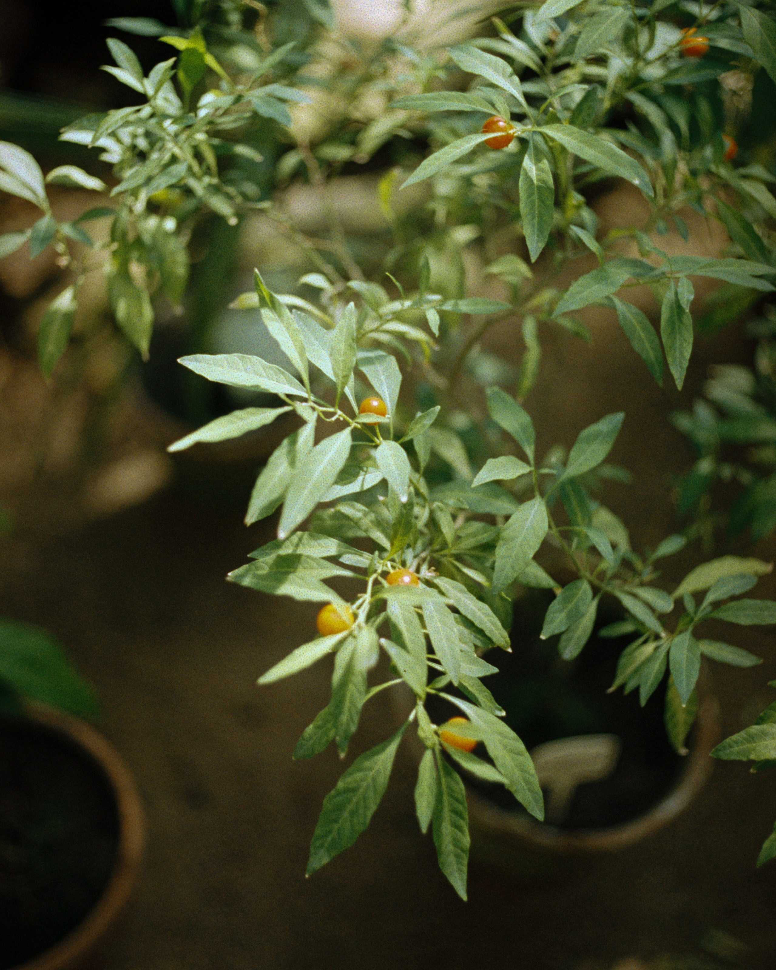 Санкт-Петербург, 2025