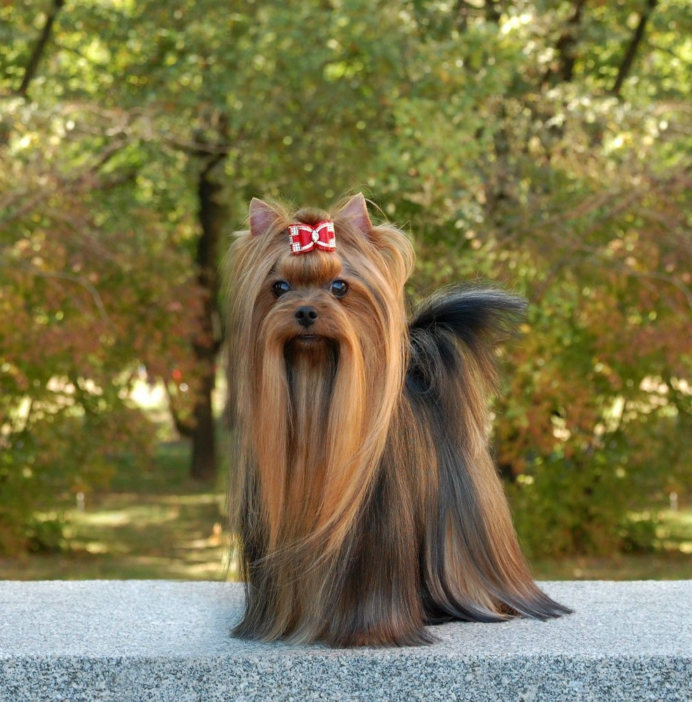 Дэнстайл Хан. Питомник Йоркширских терьеров Дэнстайл в Санкт-Петербурге заводчик Тих