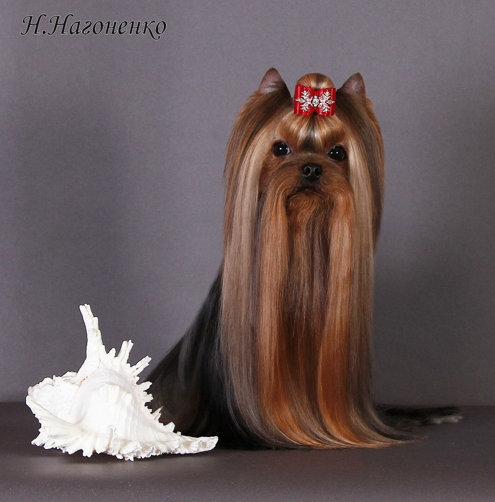 Dare To Dream Stribrne Prani. Питомник Йоркширских терьеров Дэнстайл в Санкт-Петербурге заводчик Тих