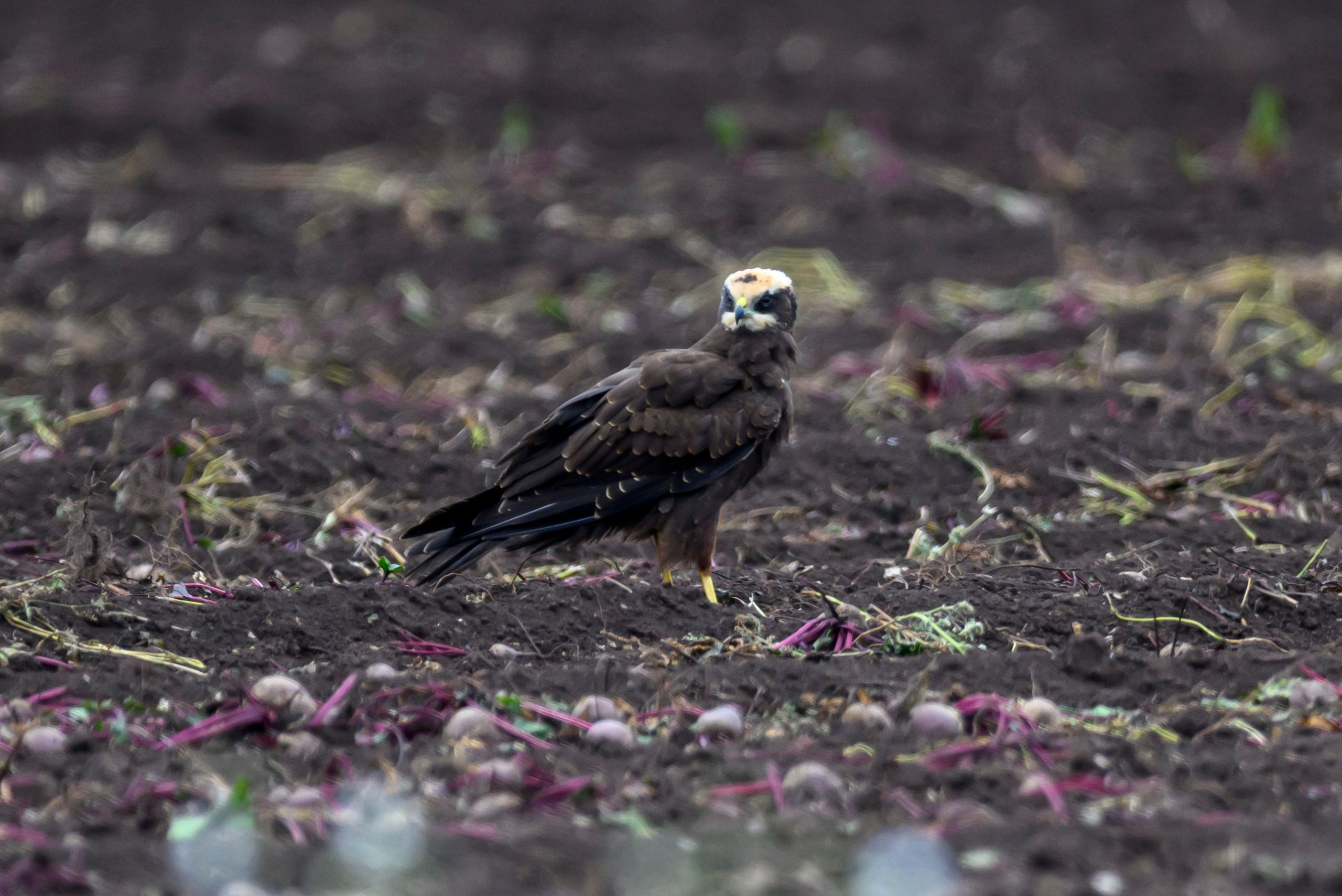 Лунь играет со свеклой. Wildlife photography by Sergey Puponin
