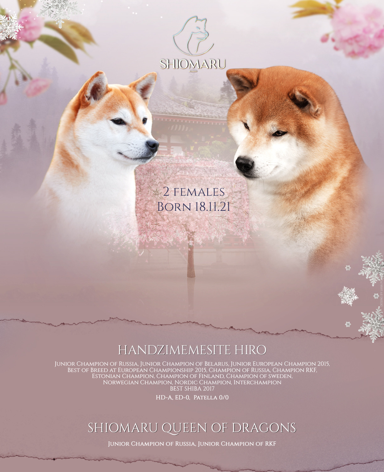 ПОМЕТ P-2022. SHIOMARU Shiba and Akita Inu Kennel