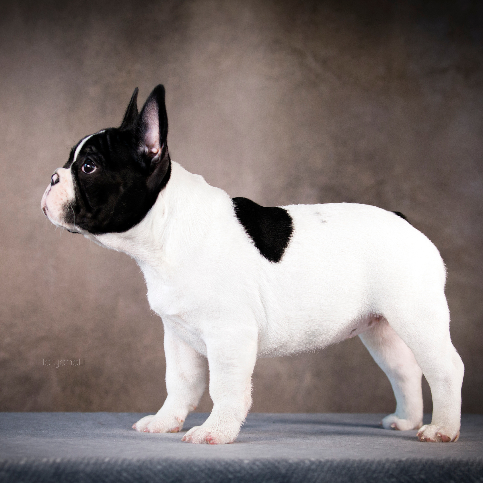 Услуги. Фотограф — анималист Татьяна Ли