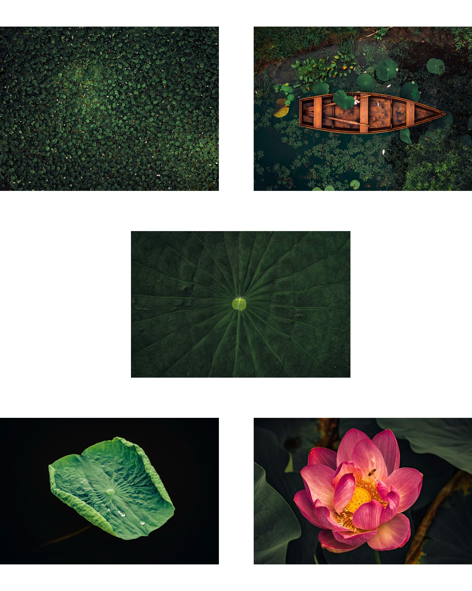 Цветение лотосов. Иван Зайцев (IZIART) — визуальные истории для брендов, людей и мест