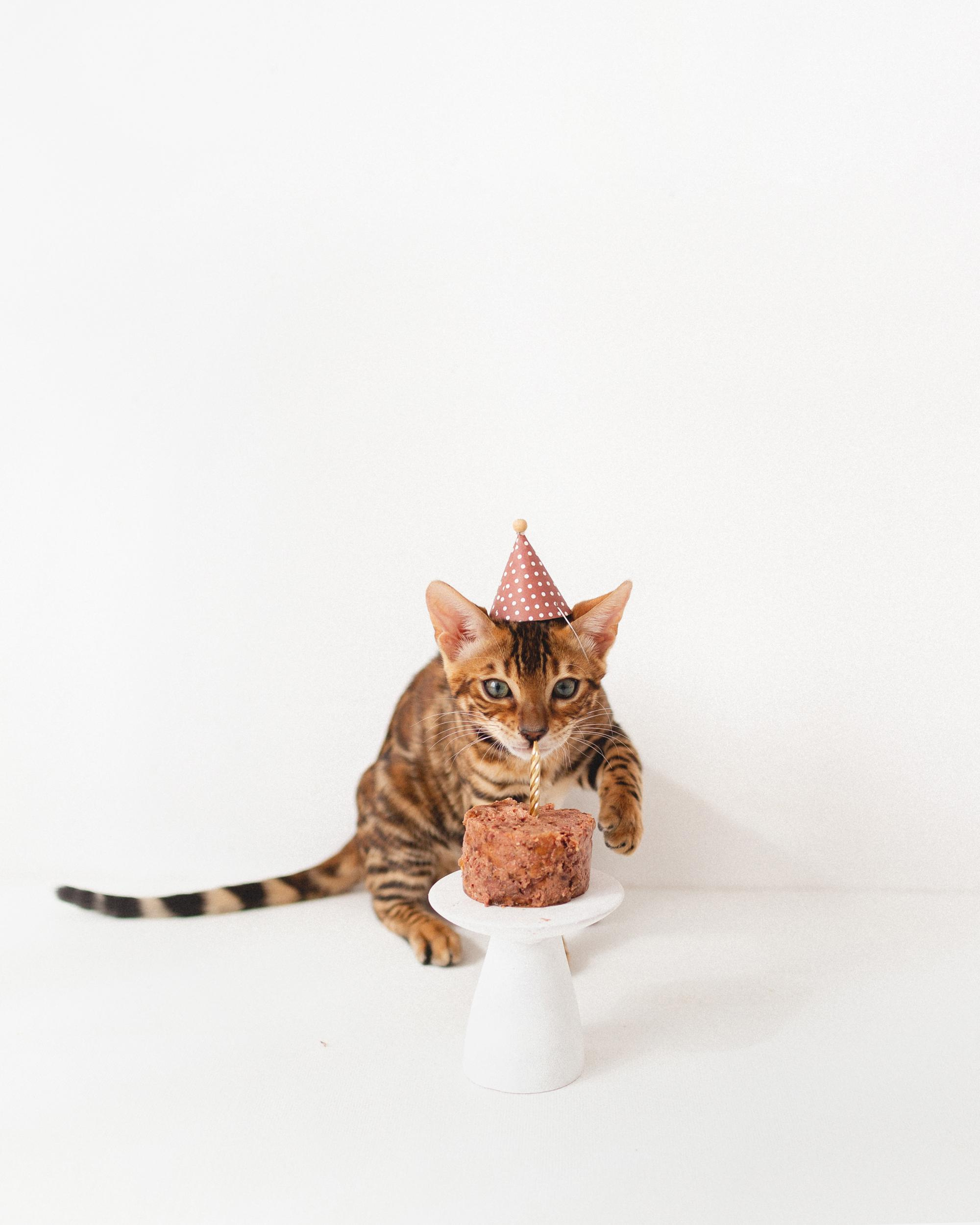 Котёнок как ребёнок. Фотосессия для Саймона. Фотограф новорожденных , семейный и детский фотограф в Пскове Иванова