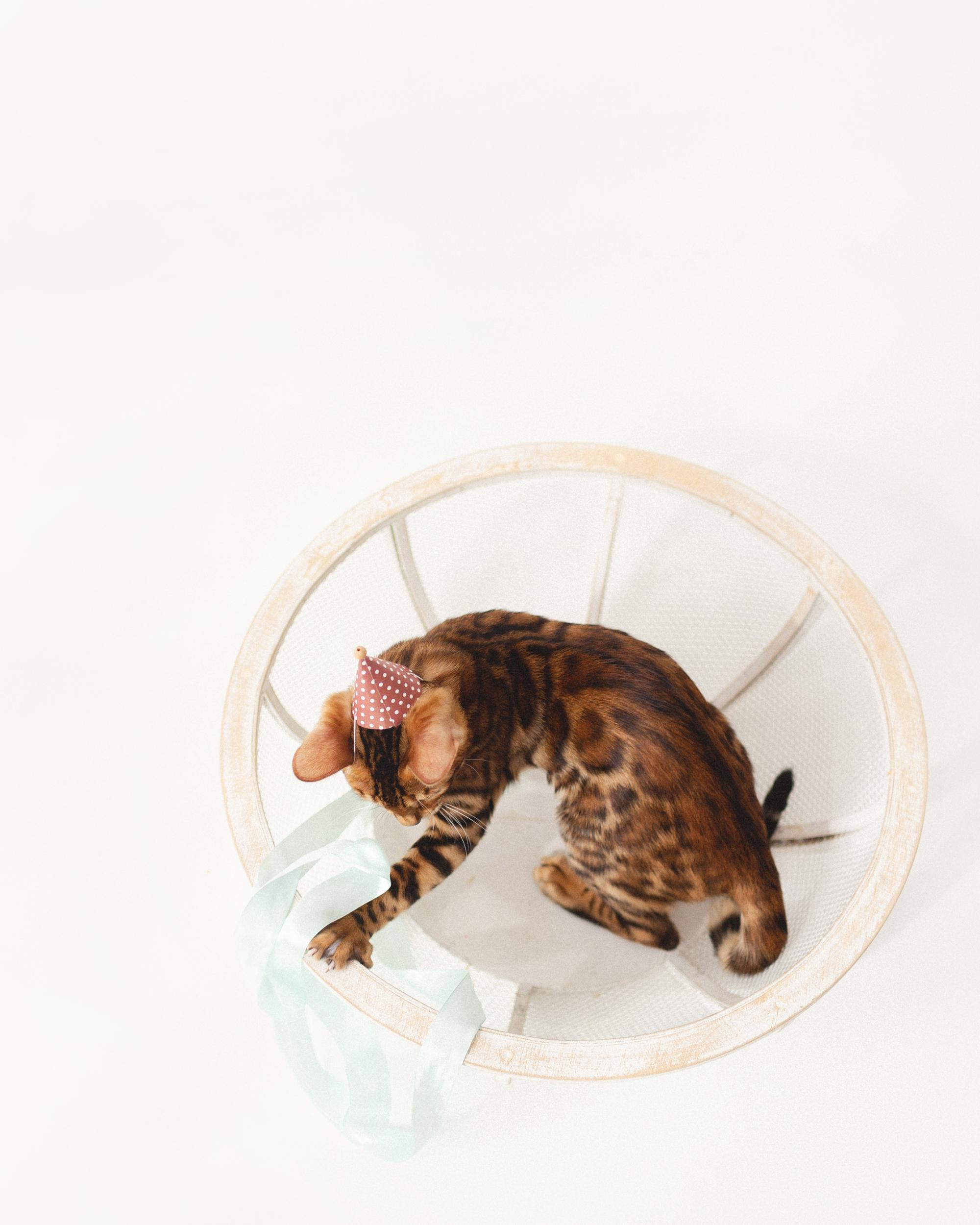 Котёнок как ребёнок. Фотосессия для Саймона. Фотограф новорожденных , семейный и детский фотограф в Пскове Иванова