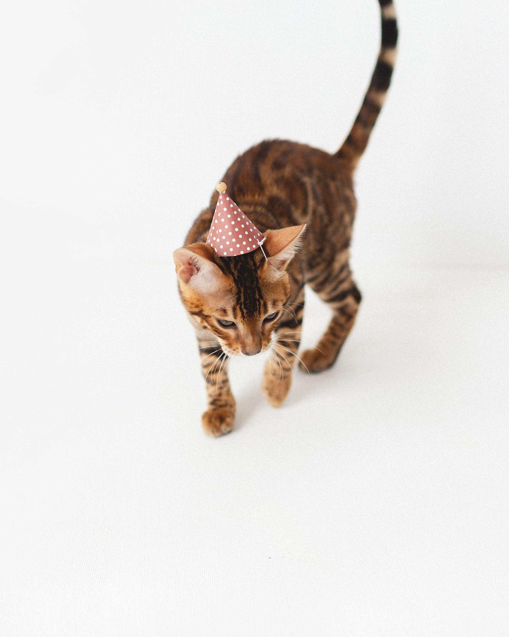 Котёнок как ребёнок. Фотосессия для Саймона. Фотограф новорожденных , семейный и детский фотограф в Пскове Иванова