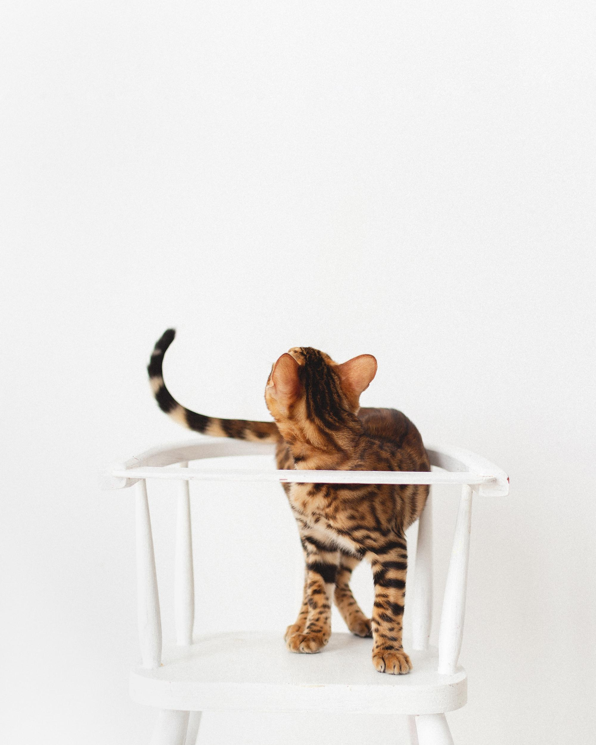 Котёнок как ребёнок. Фотосессия для Саймона. Фотограф новорожденных , семейный и детский фотограф в Пскове Иванова