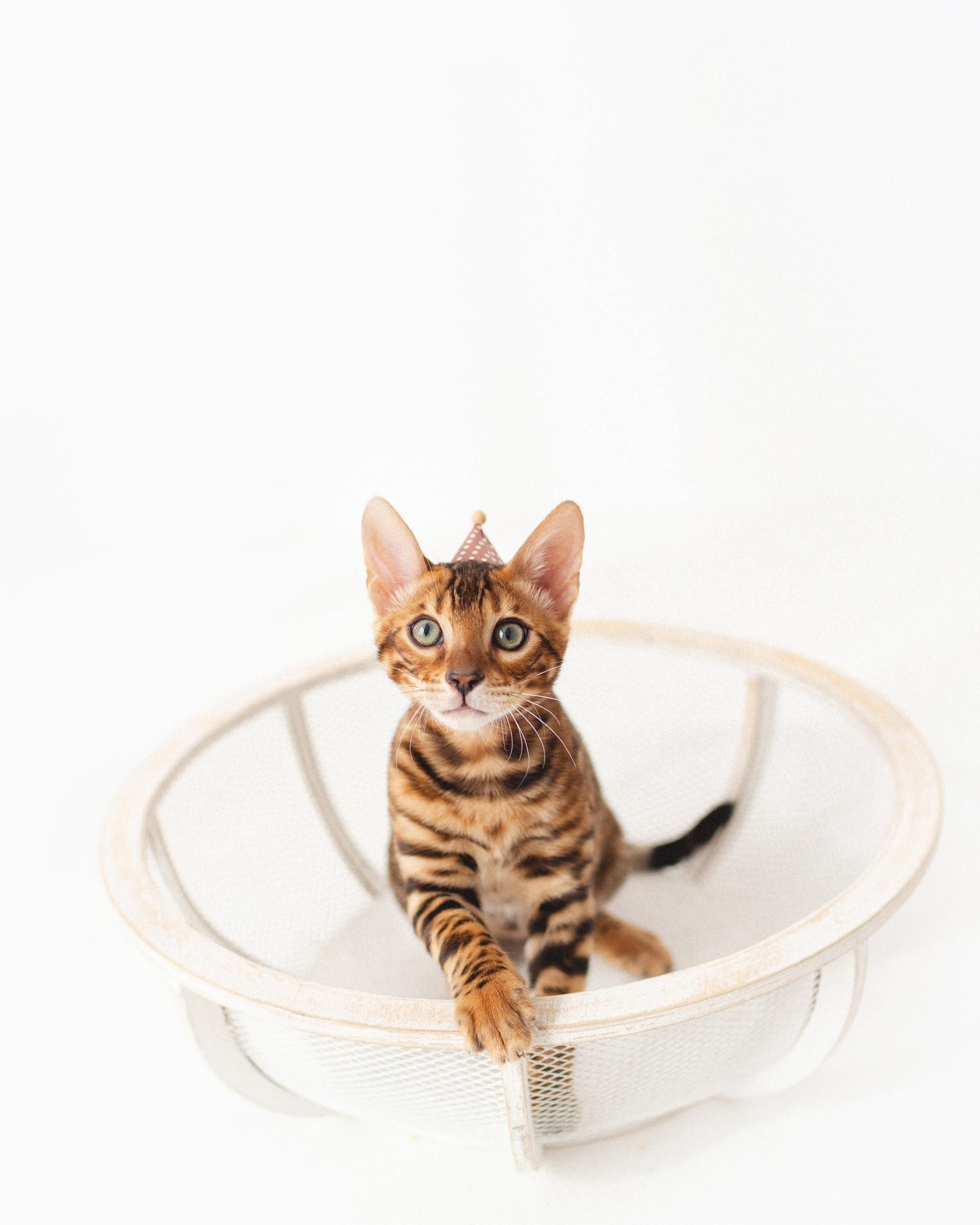 Котёнок как ребёнок. Фотосессия для Саймона. Фотограф новорожденных , семейный и детский фотограф в Пскове Иванова