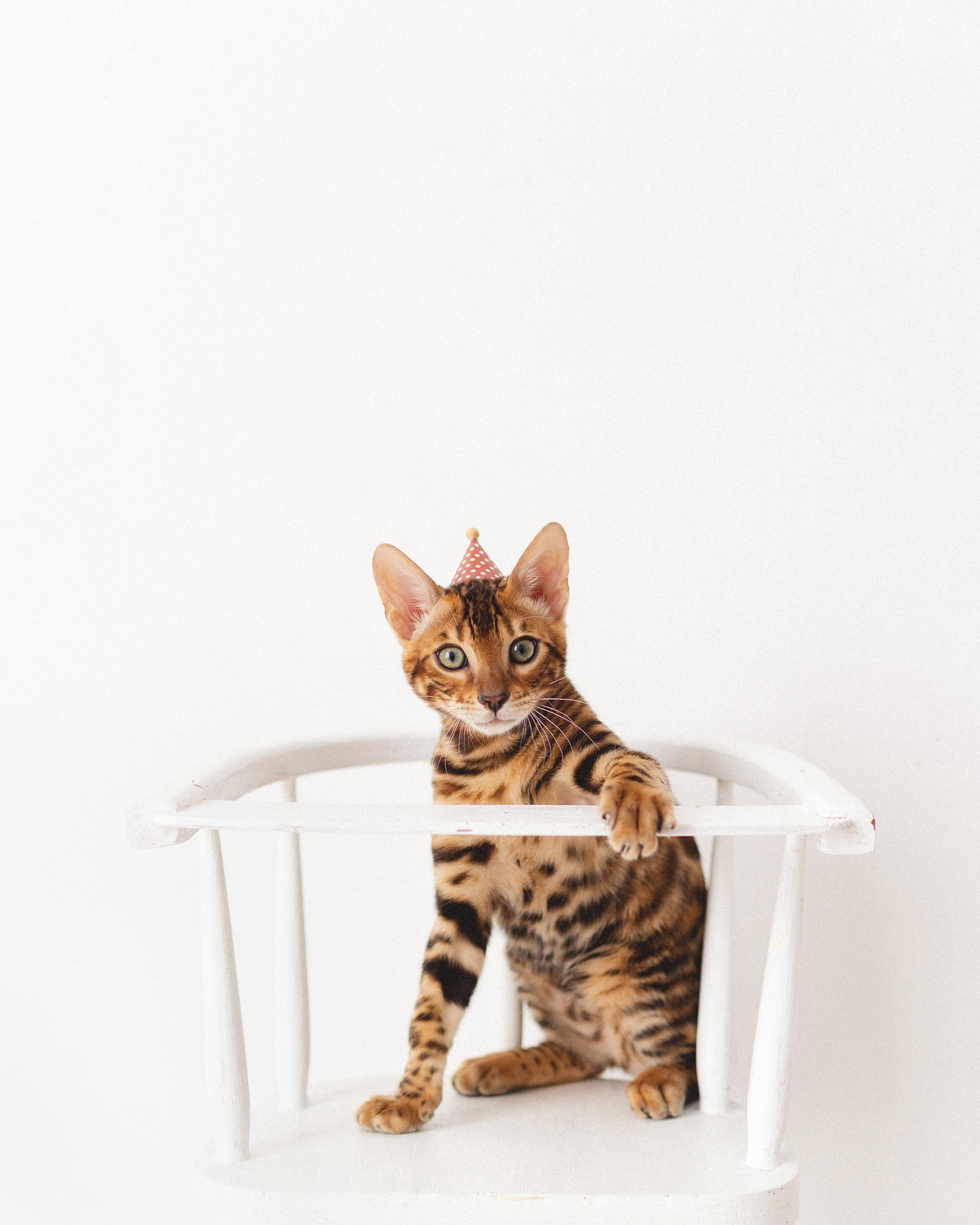 Котёнок как ребёнок. Фотосессия для Саймона. Фотограф новорожденных , семейный и детский фотограф в Пскове Иванова