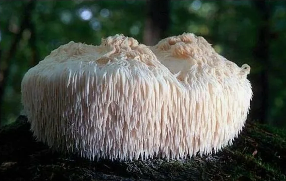 Ежовик гребенчатый: уникальный гриб с множеством полезных свойств - читать статью на сайте партнера