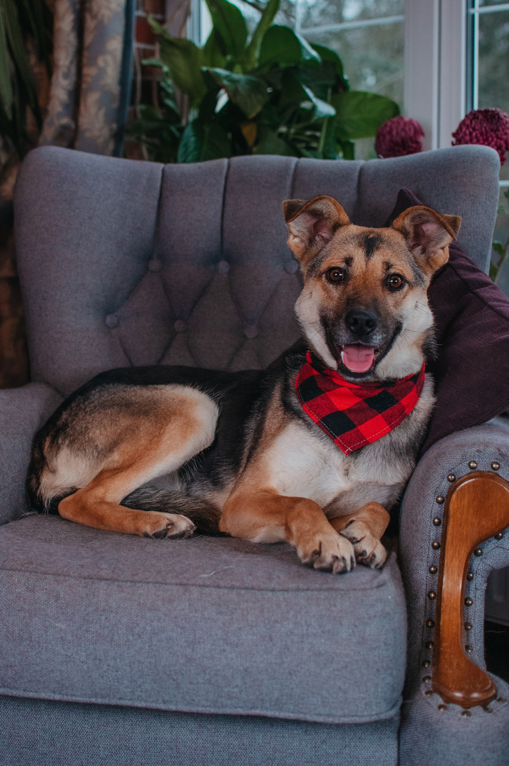 Животные на пристройство. Фотограф-анималист Валерия, Москва, Мытищи