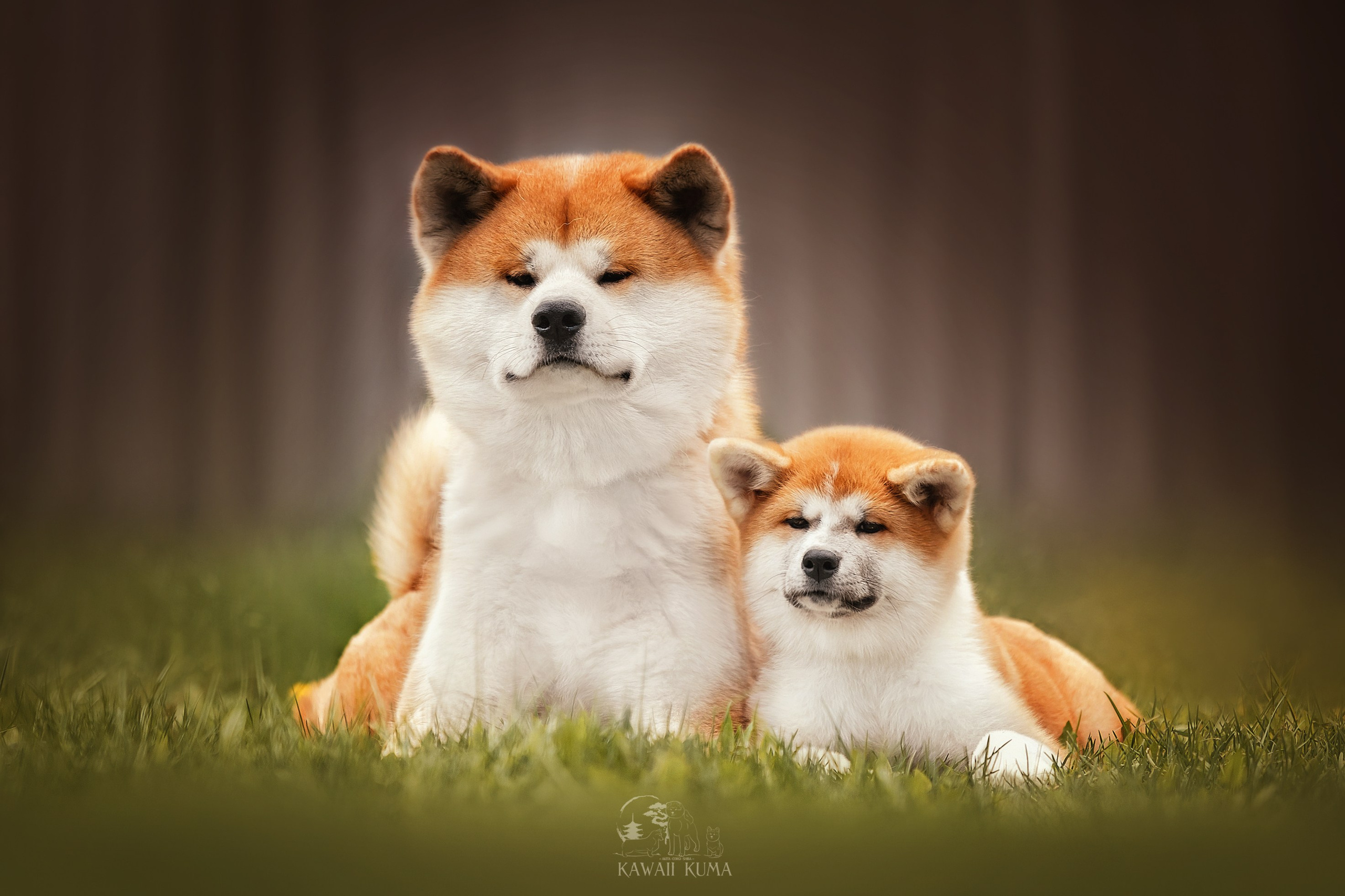 ЩЕНКИ АКИТА. Kawaii Kuma питомник собак пород Корги пемброк, Акита ину, Сиба