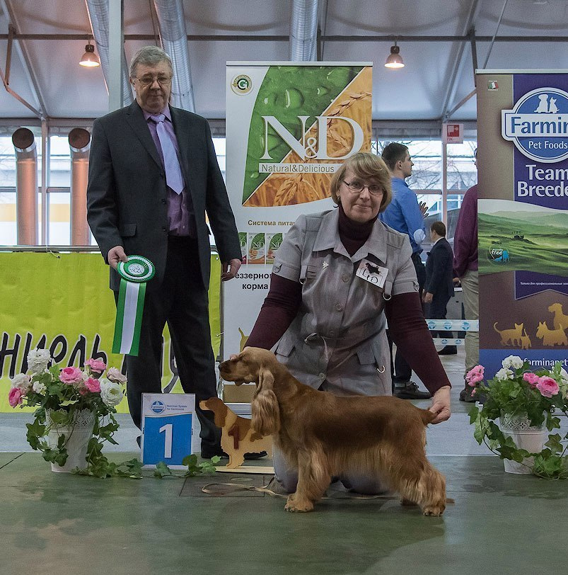 2016 г Результаты выставок. Питомник Йоркширских терьеров Дэнстайл в Санкт-Петербурге заводчик Тих