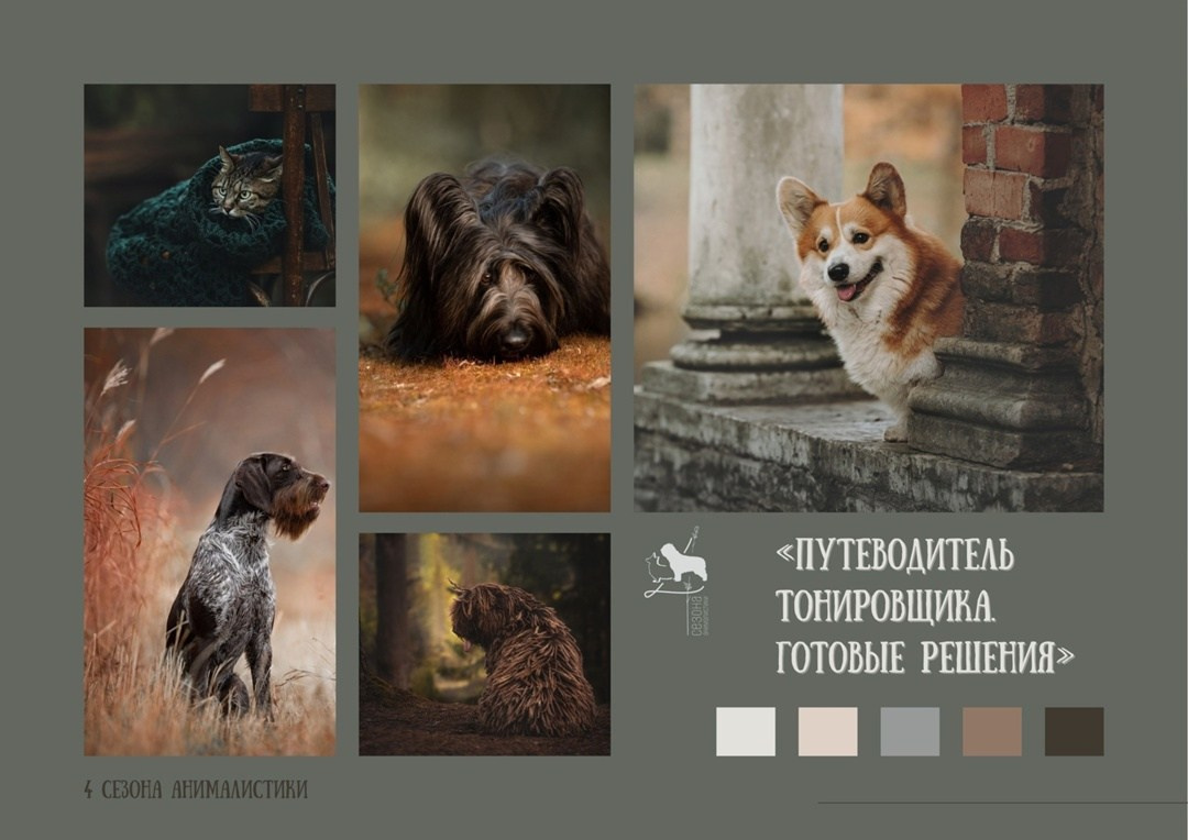 Гайды. Обучение анималистической фотографии