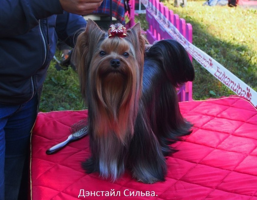 Дэнстайл Сильва. Питомник Йоркширских терьеров Дэнстайл в Санкт-Петербурге заводчик Тих