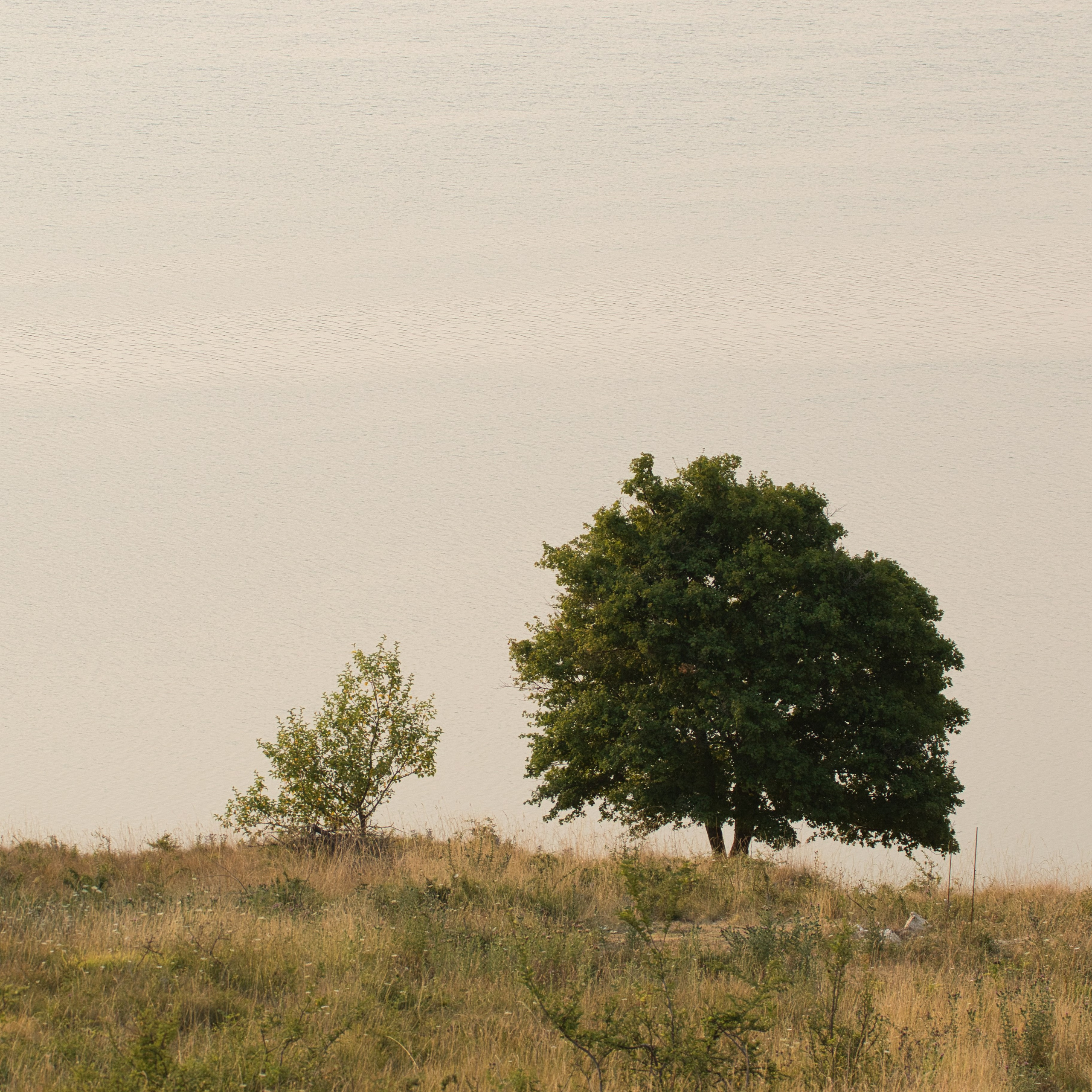 Два дерева на берегу водохранилища Крушчица, Хорватия