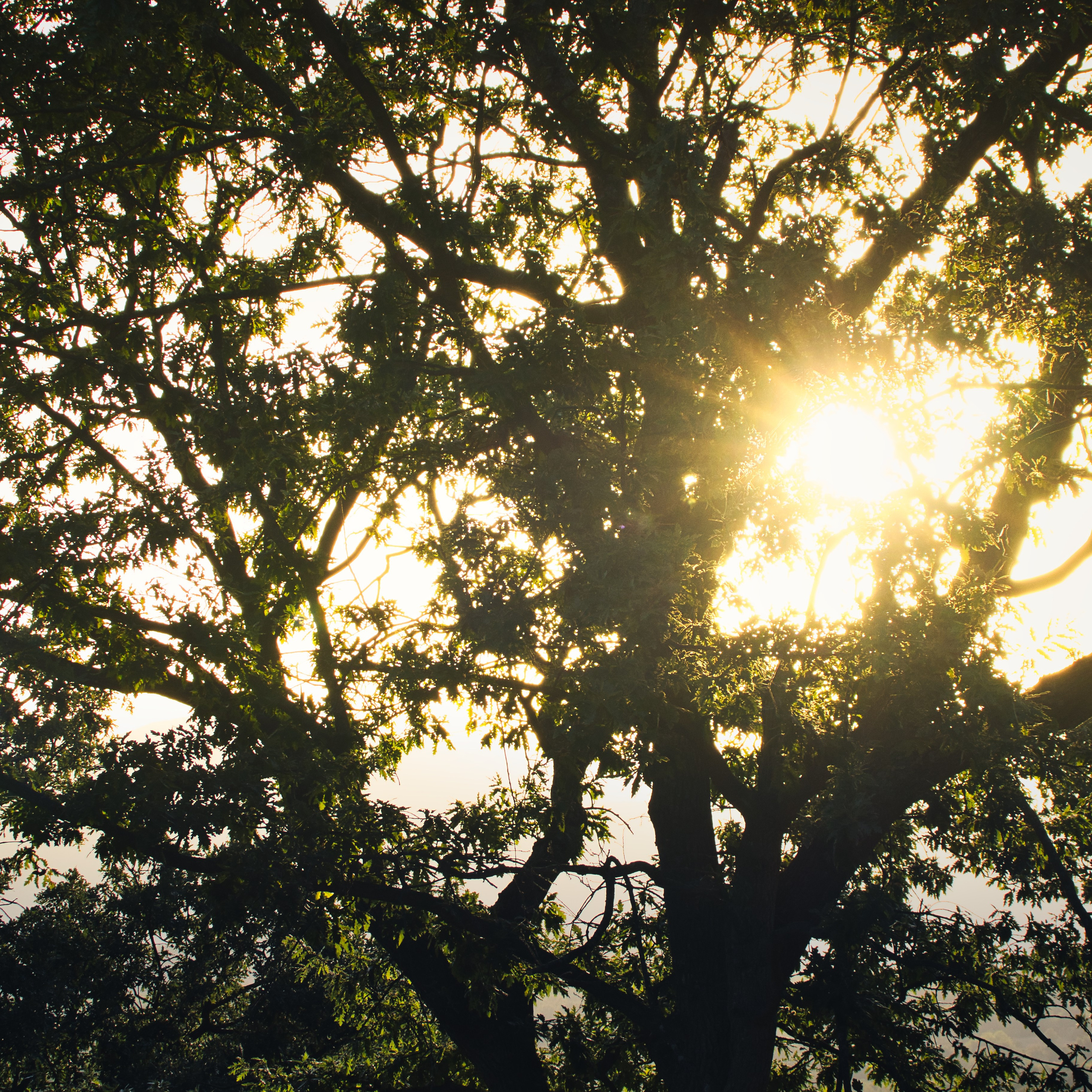 Солнечные лучи сквозь ветви дерева у водохранилища Крушчица