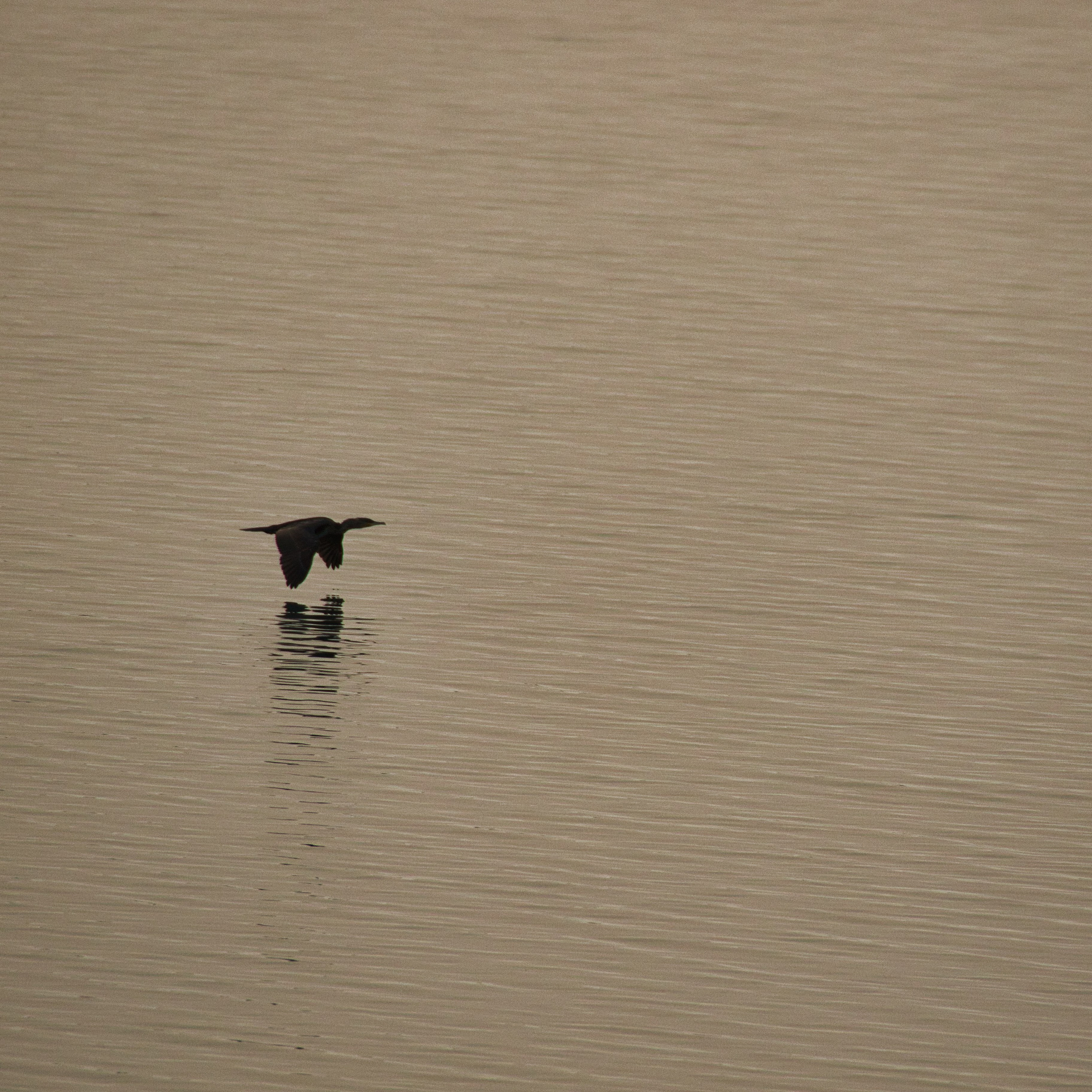 Птица летит над водой водохранилища Крушчица с отражением, Хорватия