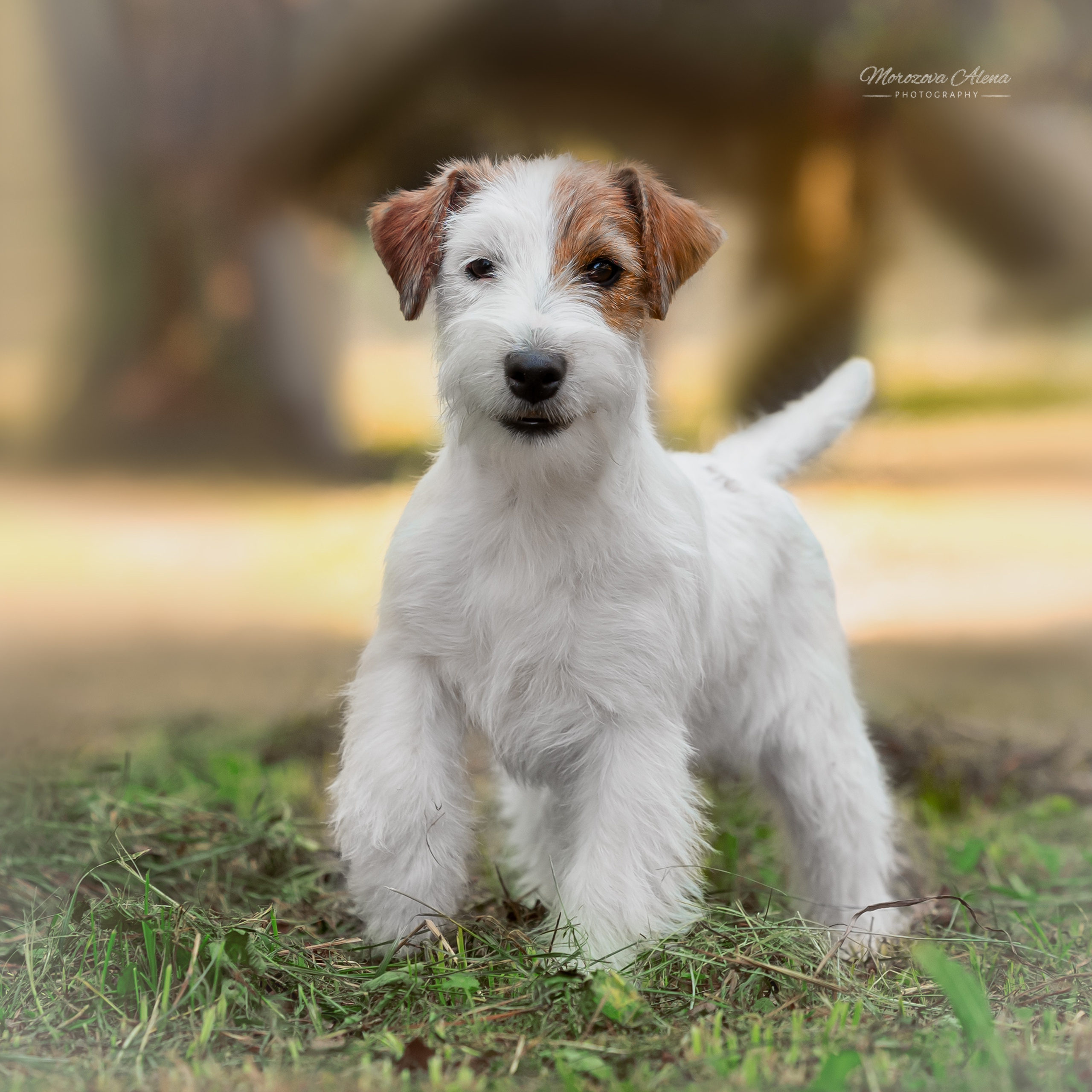 Щенки. Джек Рассел терьер. Санкт-Петербург. Щенки Джек Рассел терьера