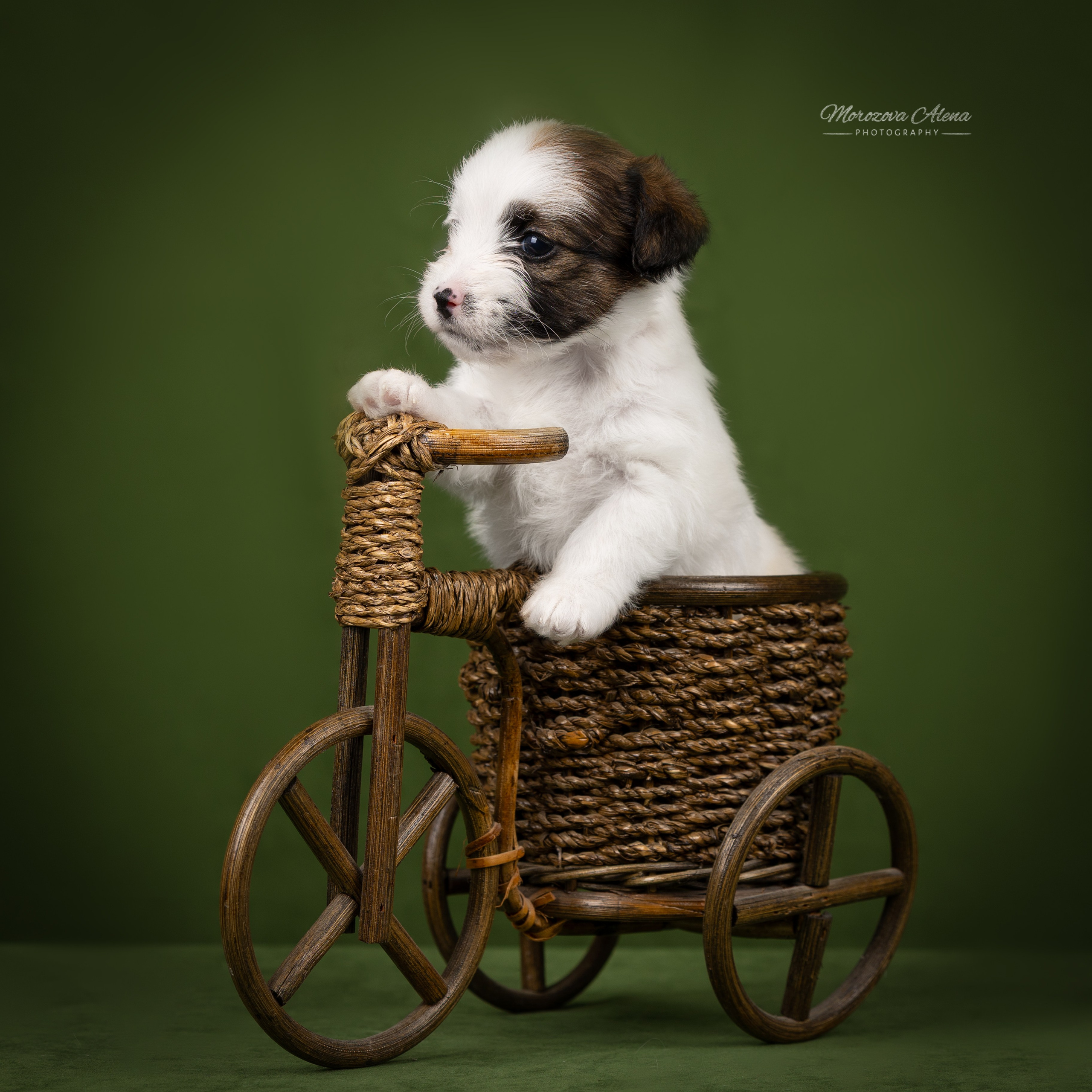 Щенки. Джек Рассел терьер. Санкт-Петербург. Щенки Джек Рассел терьера