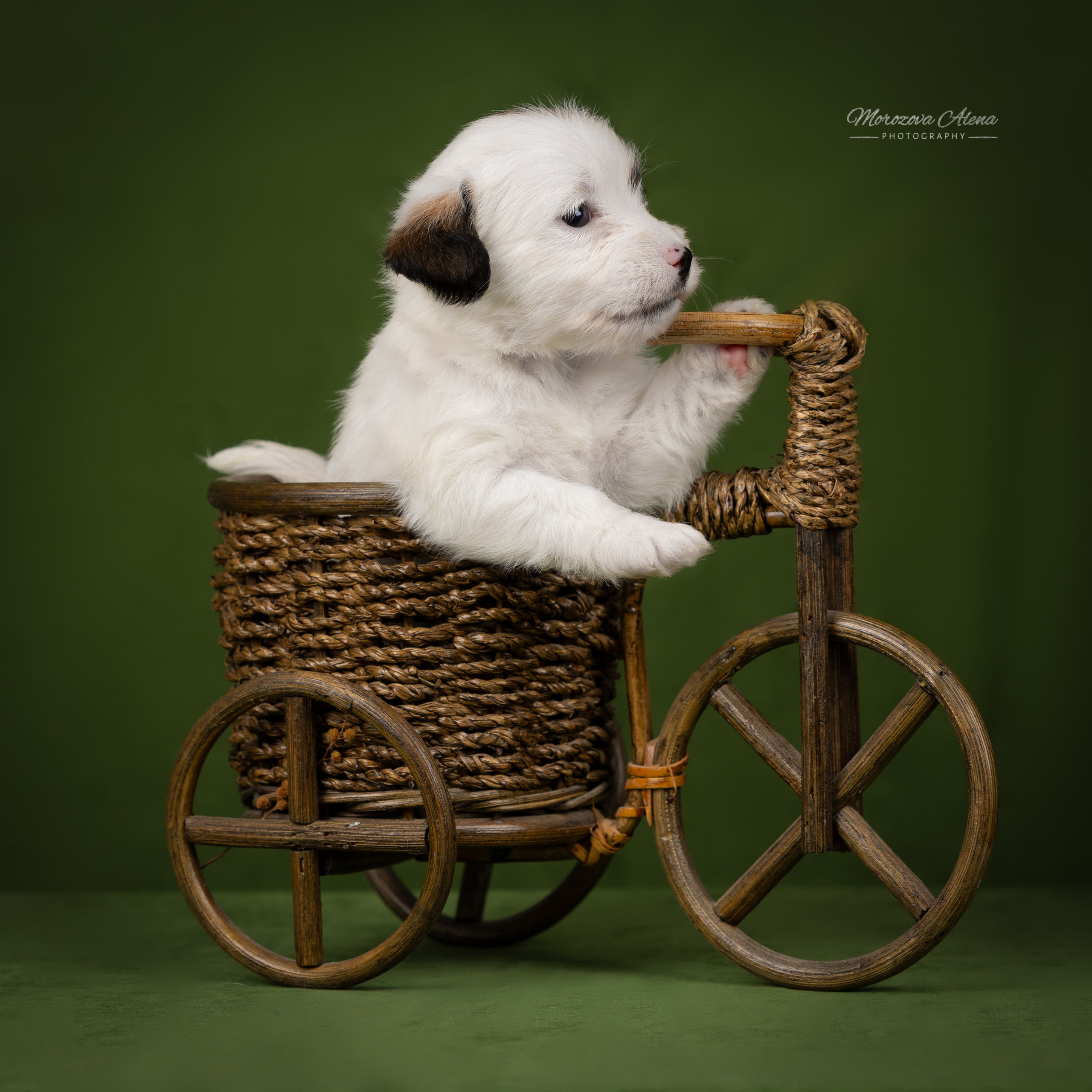 Щенки. Джек Рассел терьер. Санкт-Петербург. Щенки Джек Рассел терьера