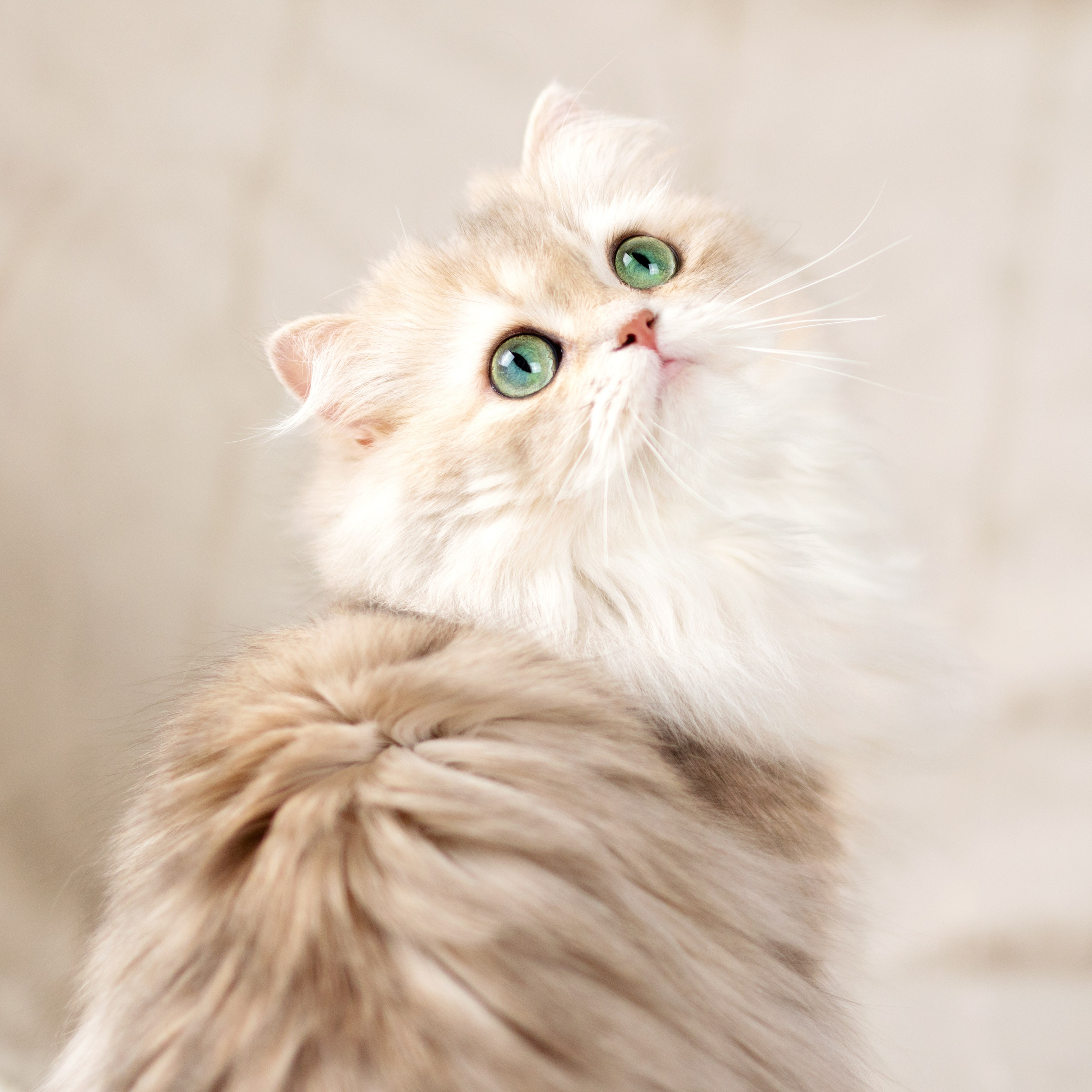 Стоимость фотосъемки кошки. Фотограф-анималист Юлия Зубкова