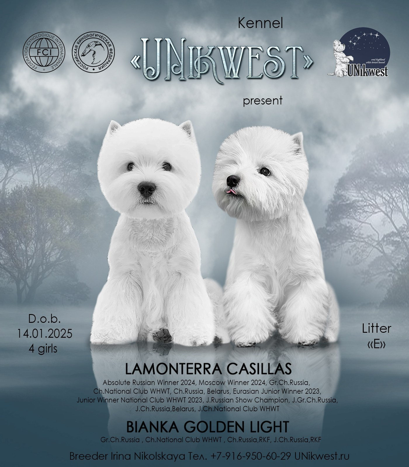 Щенки 14.01.2025. Питомник собак породы вест хайленд вайт терьер в Москве