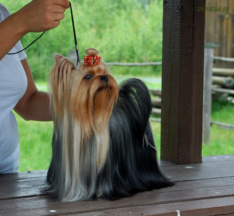 Дэнстайл Империя. Питомник Йоркширских терьеров Дэнстайл в Санкт-Петербурге заводчик Тих