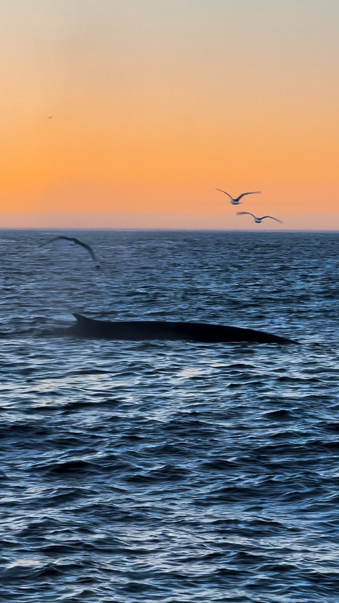 Почему шансы встретить китов на Камчатке выше, чем в Мурманске?