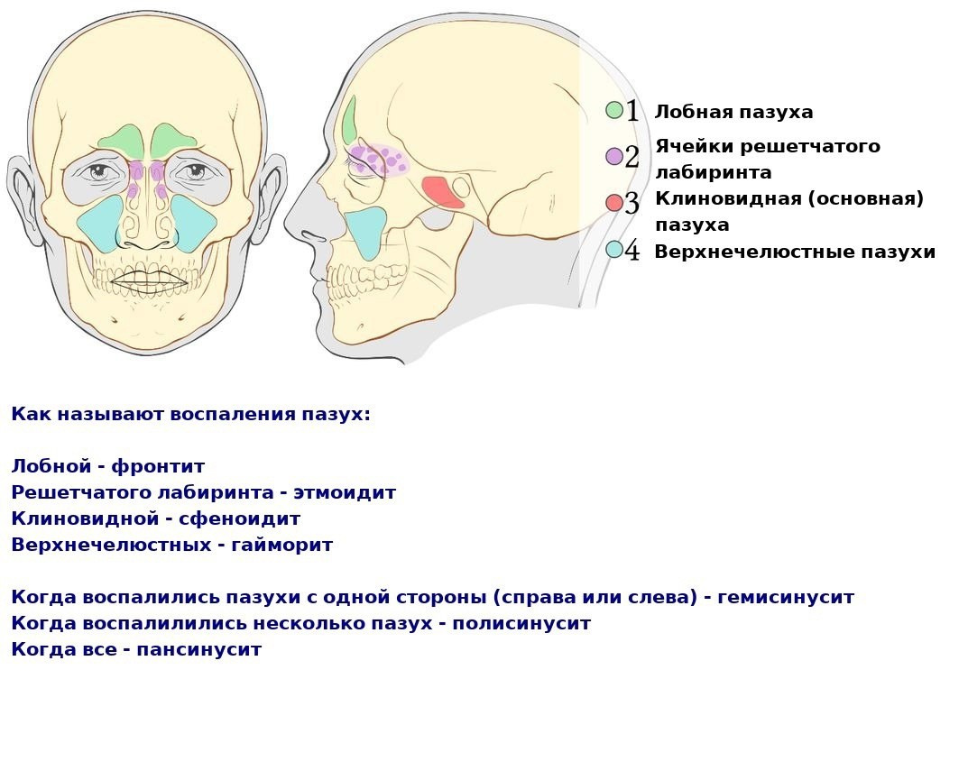 Разбираемся с пазухами на рентгене. Первые шаги. РЕНТГЕН КТ МРТ в Санкт-Петербурге Александра Лоншакова