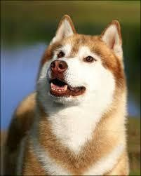 Стандарт сибирского хаски. Купить щенка Вельш-корги-кардиган в семейном питомнике — Ice Fantasy