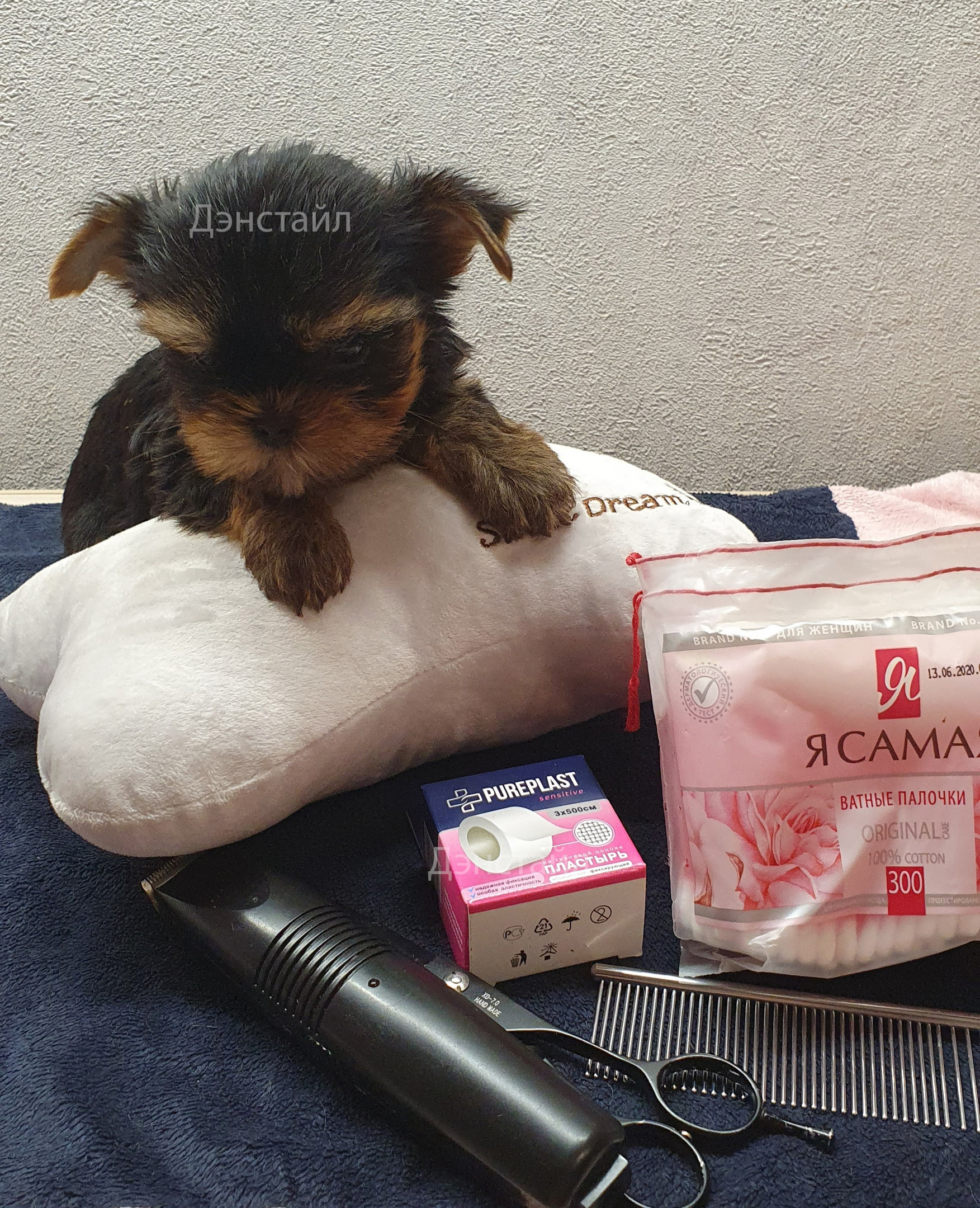 Как приклеить уши щенку Йоркширского Терьера. Питомник Йоркширских терьеров Дэнстайл в Санкт-Петербурге заводчик Тих