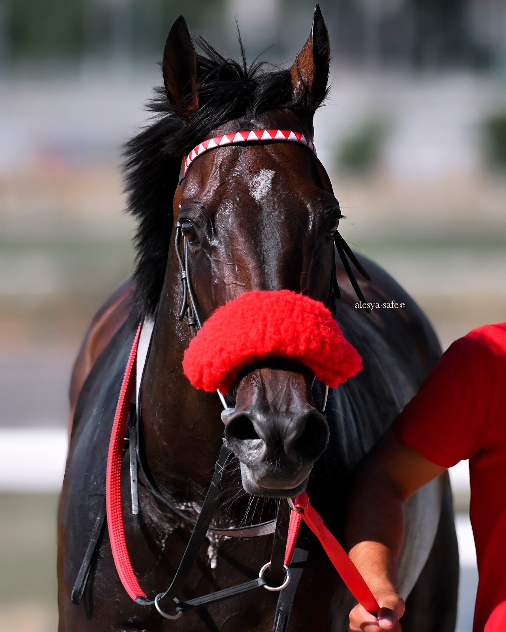 Конкур_европа. Конный фотограф Алеся Сейф / Alesya Safe