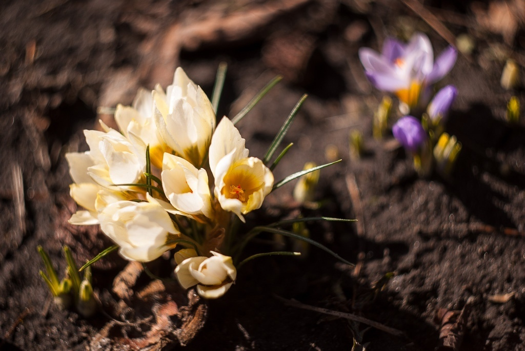 Макросъемка природы. Фотоцентр Перспектива: выпускные альбомы, фотошкола, курсы фотографии