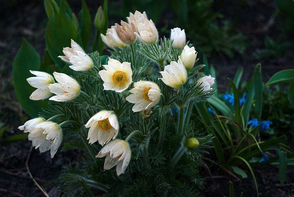 Макросъемка природы. Фотоцентр Перспектива: выпускные альбомы, фотошкола, курсы фотографии