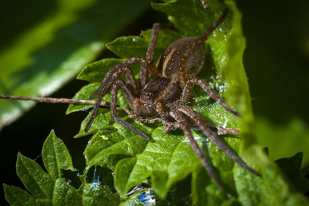 Макросъемка природы. Фотоцентр Перспектива: выпускные альбомы, фотошкола, курсы фотографии