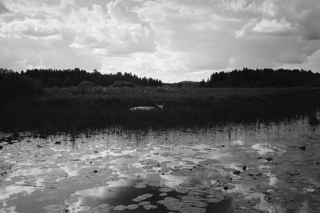 A cow seeking escape in the river. Summer 2012.