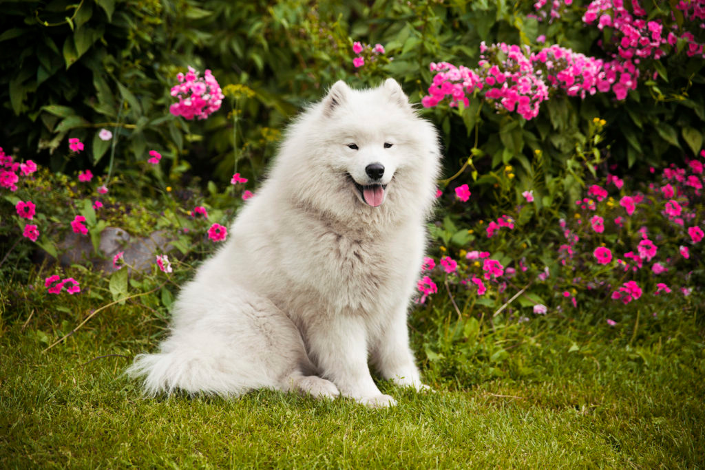 Как подготовить собаку к фотосессии. Фотограф во Владимире Татьяна Бабикова