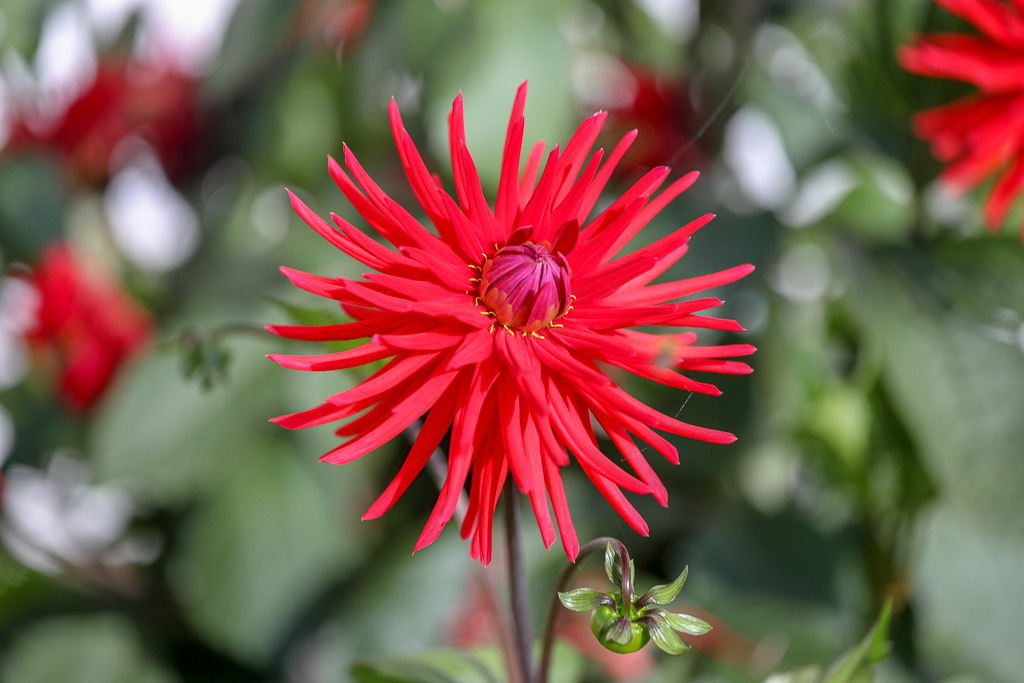 Красный цветок. Фотосессии в Москве и Московской области