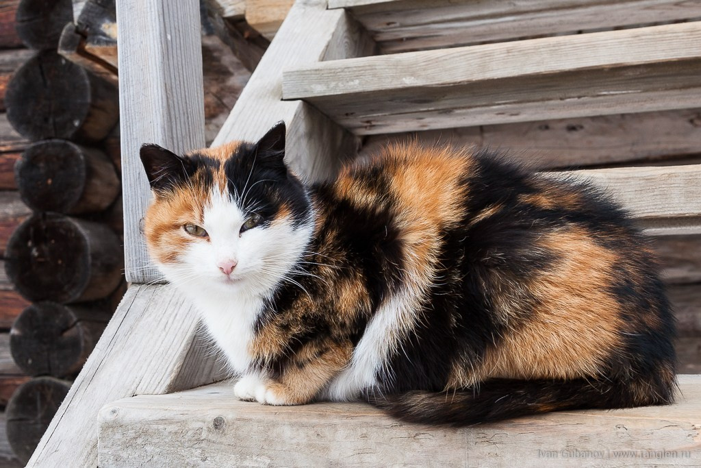Ростов Великий и Кострома. Фотограф Иван Губанов