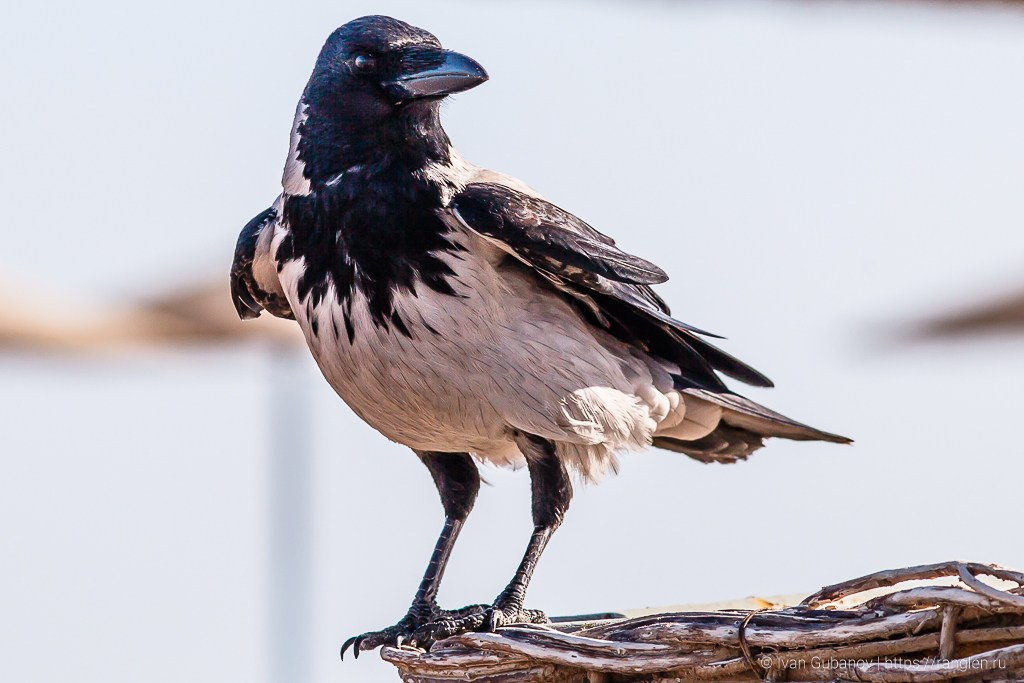 Путешествие в Египет. Фотограф Иван Губанов