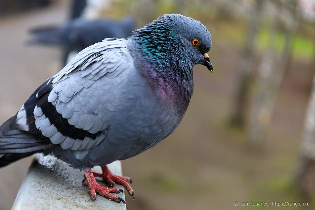 Путешествие в Вологду. Фотограф Иван Губанов