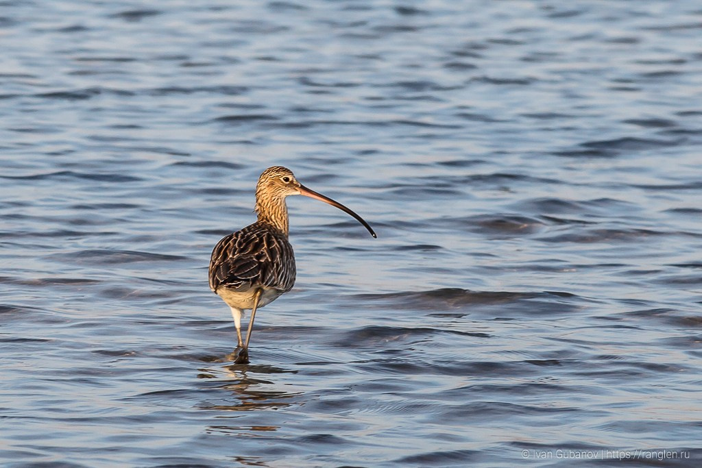 Путешествие в Египет. Фотограф Иван Губанов