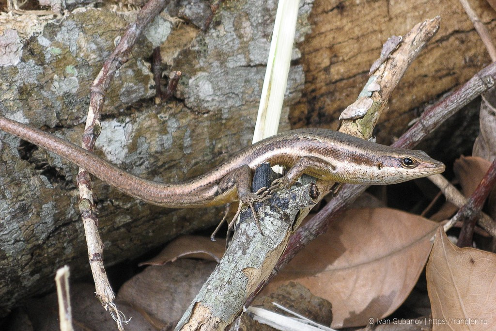 Путешествие на Сейшельские острова. Фотограф Иван Губанов