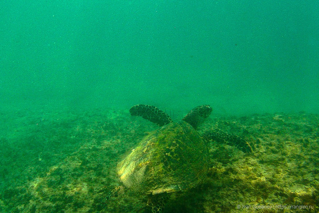 Путешествие на Сейшельские острова. Фотограф Иван Губанов