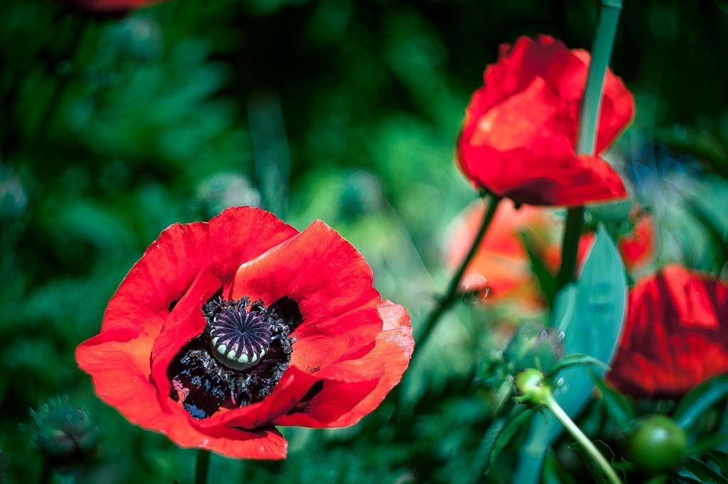 Макросъемка природы. Фотоцентр Перспектива: выпускные альбомы, фотошкола, курсы фотографии