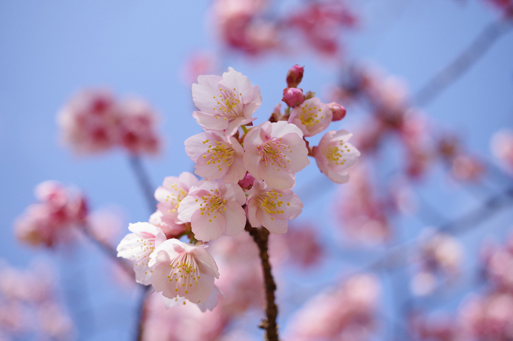 PENTAX Выпустил четвертое специальное издание HARUBENI. Фотограф — видеограф в Москве Дмитрий Менделеев