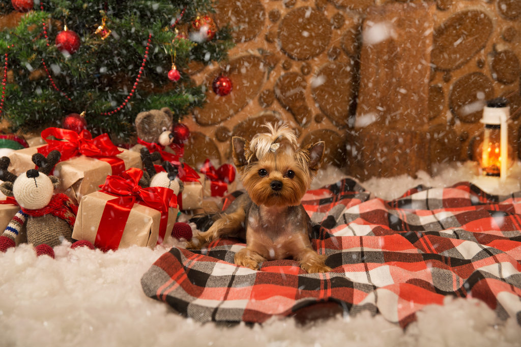 Как подготовить собаку к фотосессии. Фотограф во Владимире Татьяна Бабикова