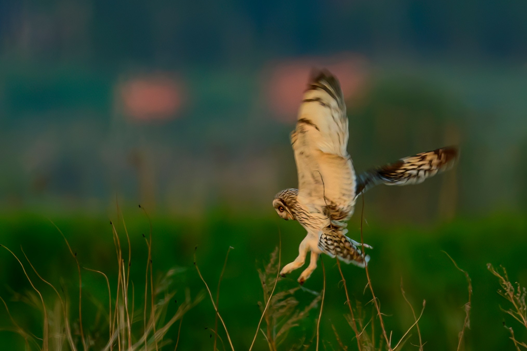 Цапли и совы. Wildlife photography by Sergey Puponin