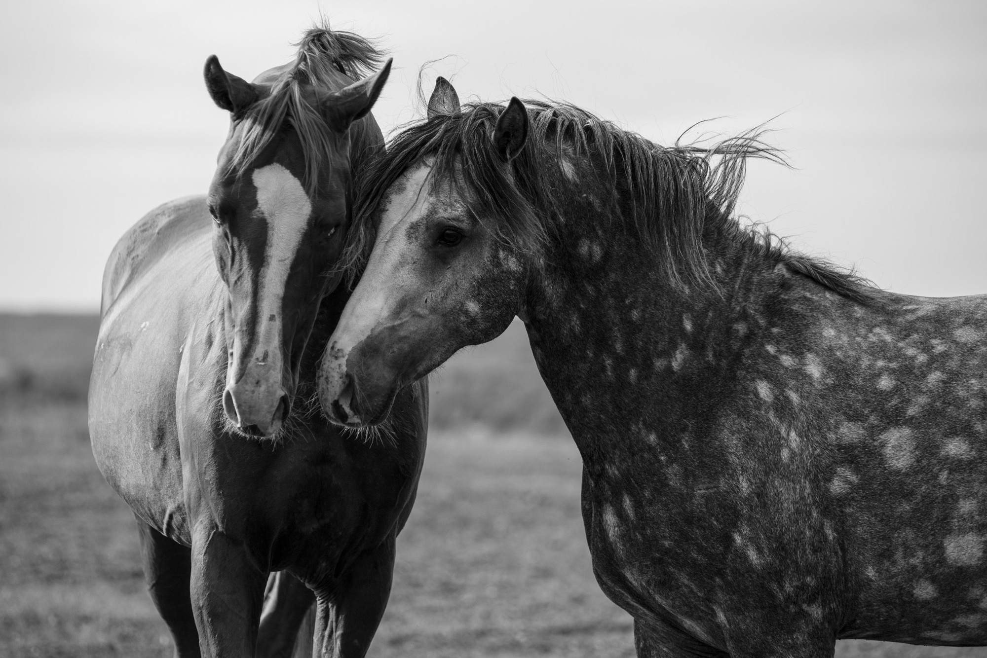Обучение фотографии, фотокурсы, фотошкола, преподаватель, конная фотография, мастер класс, воркшоп, съемка лошадей, фото курсы, учиться фотографии, фотография для начинающих, настройки камеры, курсы по фотографии, Обучение Для фотографов,  теоретические основы и практика навыков, обработка и продвижение. Наставничество для фотографов. Индивидуальное обучение фотографии